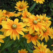 RUDBECKIA HIRTA RUDY, DOPPELTE GELBE ZITRONE IM TOPF, 18 CM