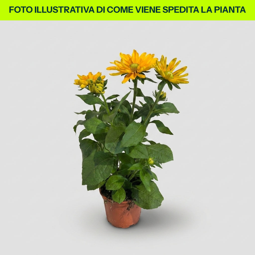 Rudbeckia im 20-cm-Topf
