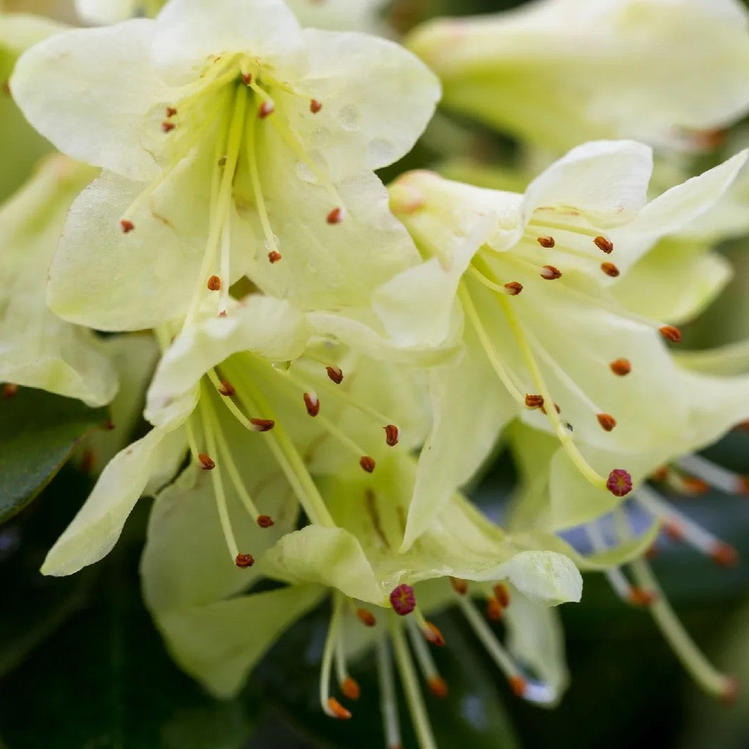 Rododendro Shamrock in Vaso da 17cm