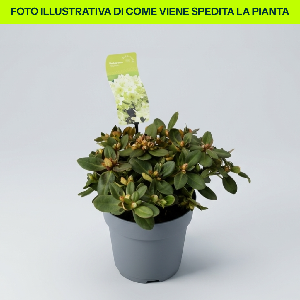 Rododendro Shamrock in Vaso da 17cm