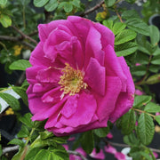 Rosa Rugosa Dark Foxy in vaso da 18cm