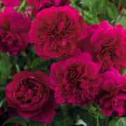 Rosa Thomas Beckett in Vaso da 19cm