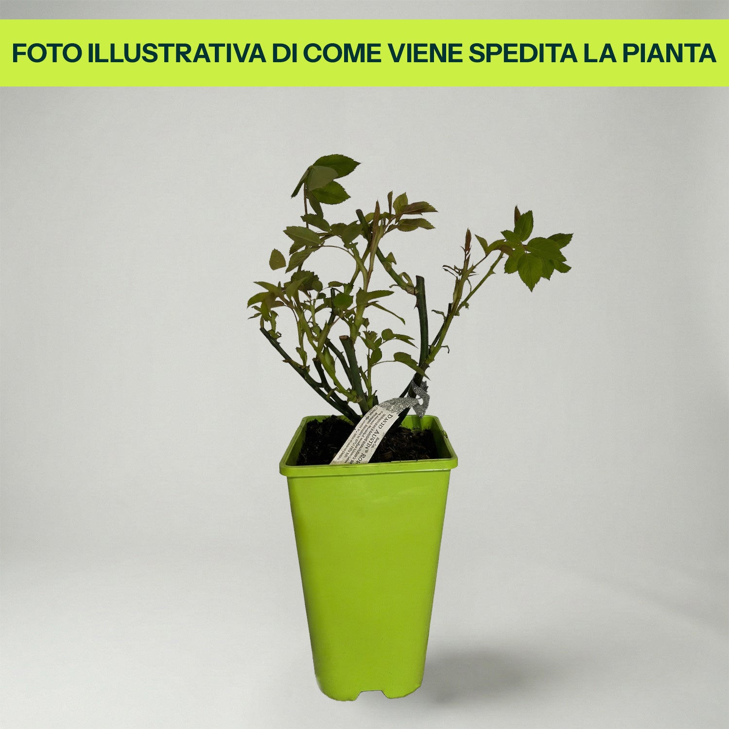 Guzmania Yeltix en pot de 12 cm