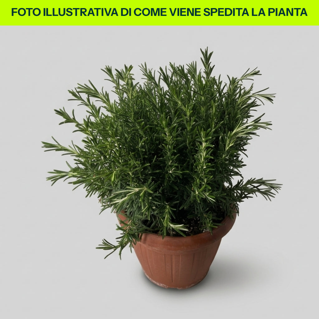 Rosmarino Officinale in Vaso da 25cm