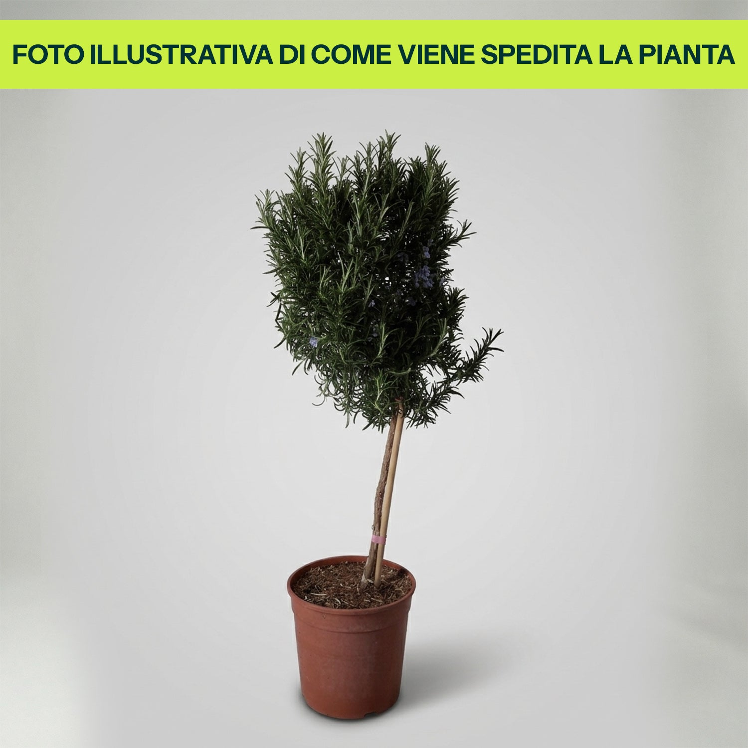Rosmarino Alberello in Vaso da 18cm