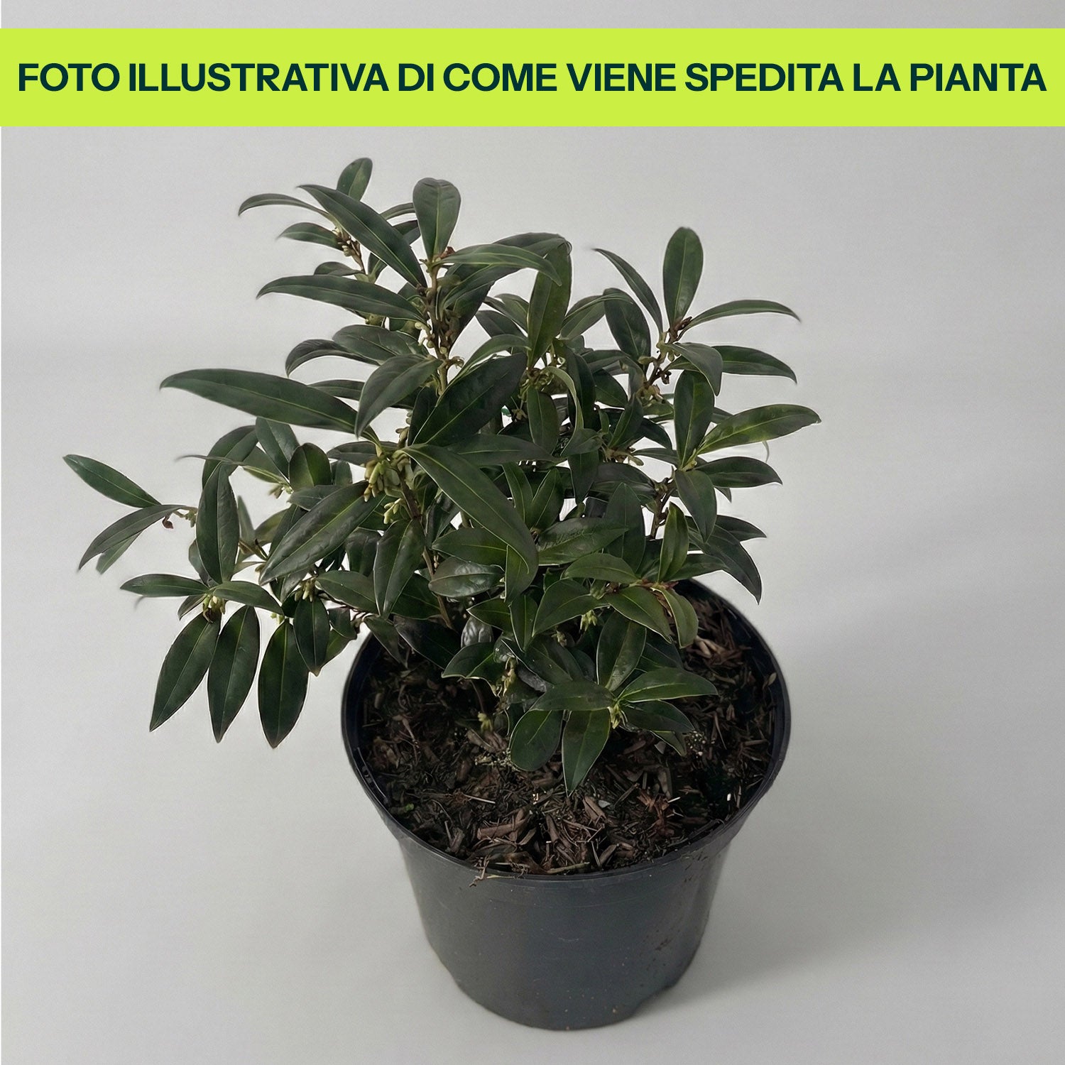 Guzmania Yeltix im 12-cm-Topf