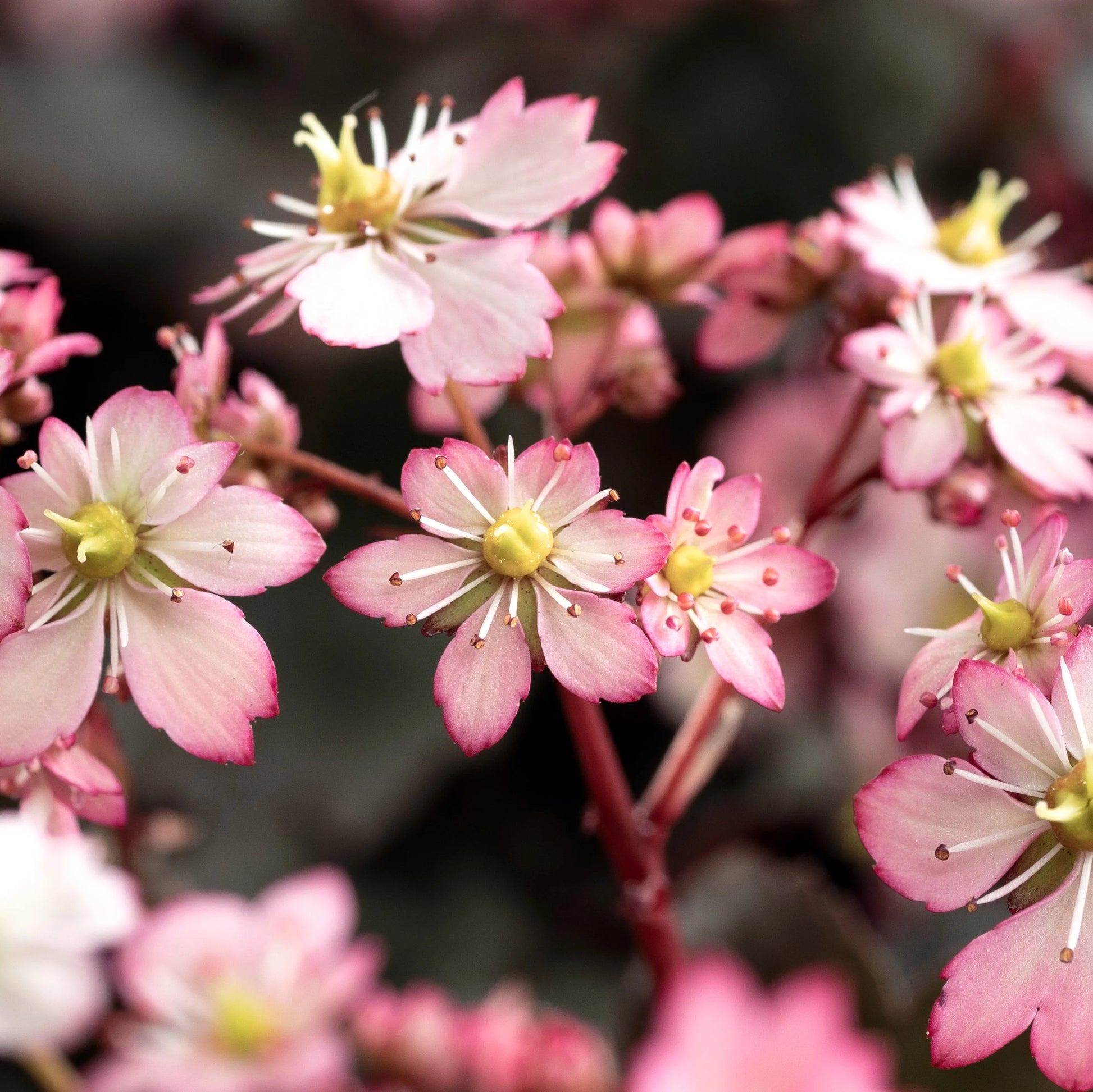 Saxifraga Cort. Dancing in vaso da 12cm