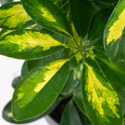 Guzmania Yeltix im 12-cm-Topf