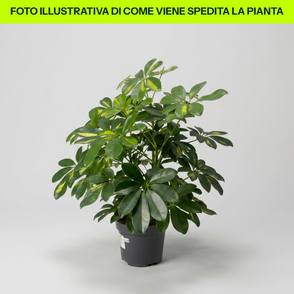 Guzmania Yeltix im 12-cm-Topf