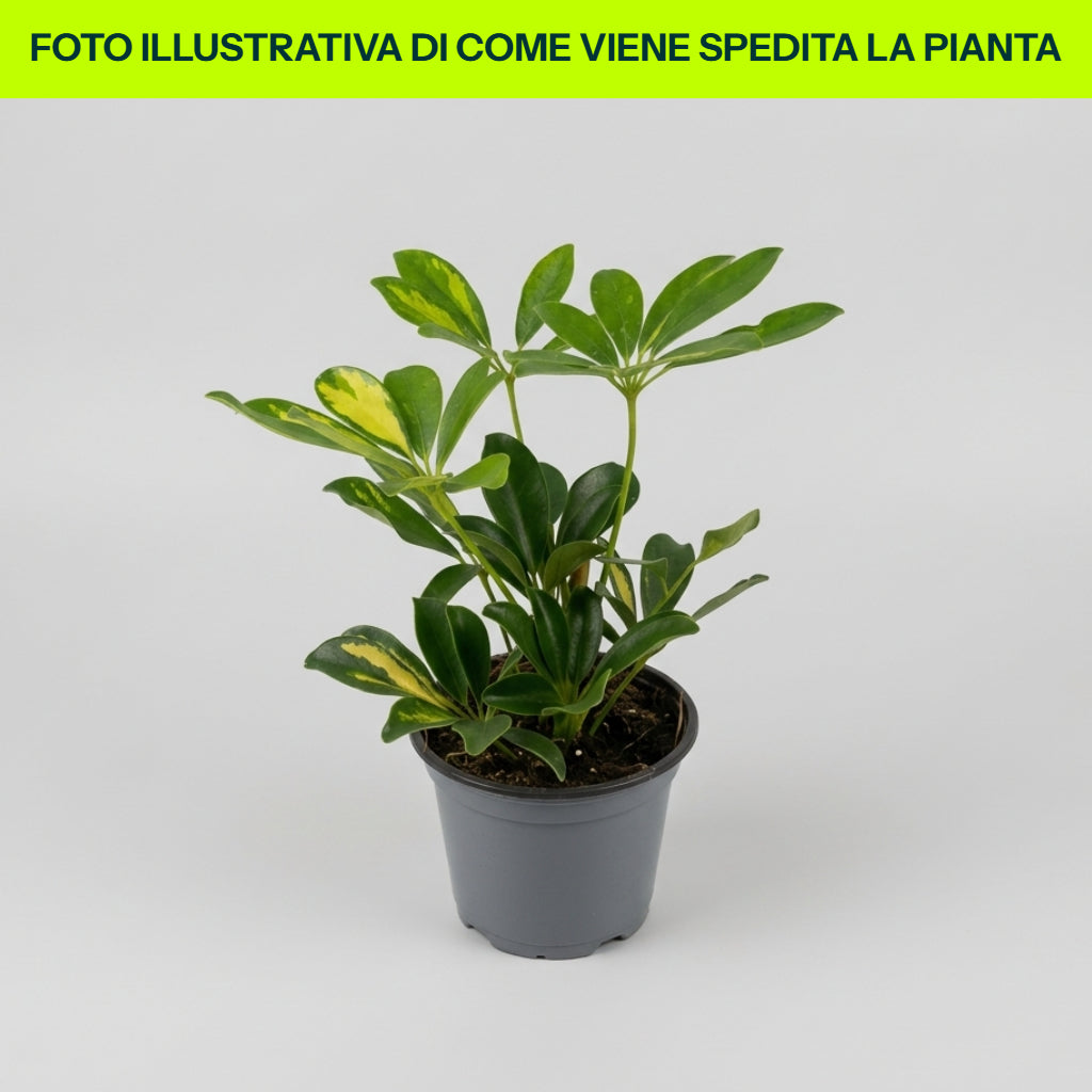 Guzmania Yeltix en pot de 12 cm