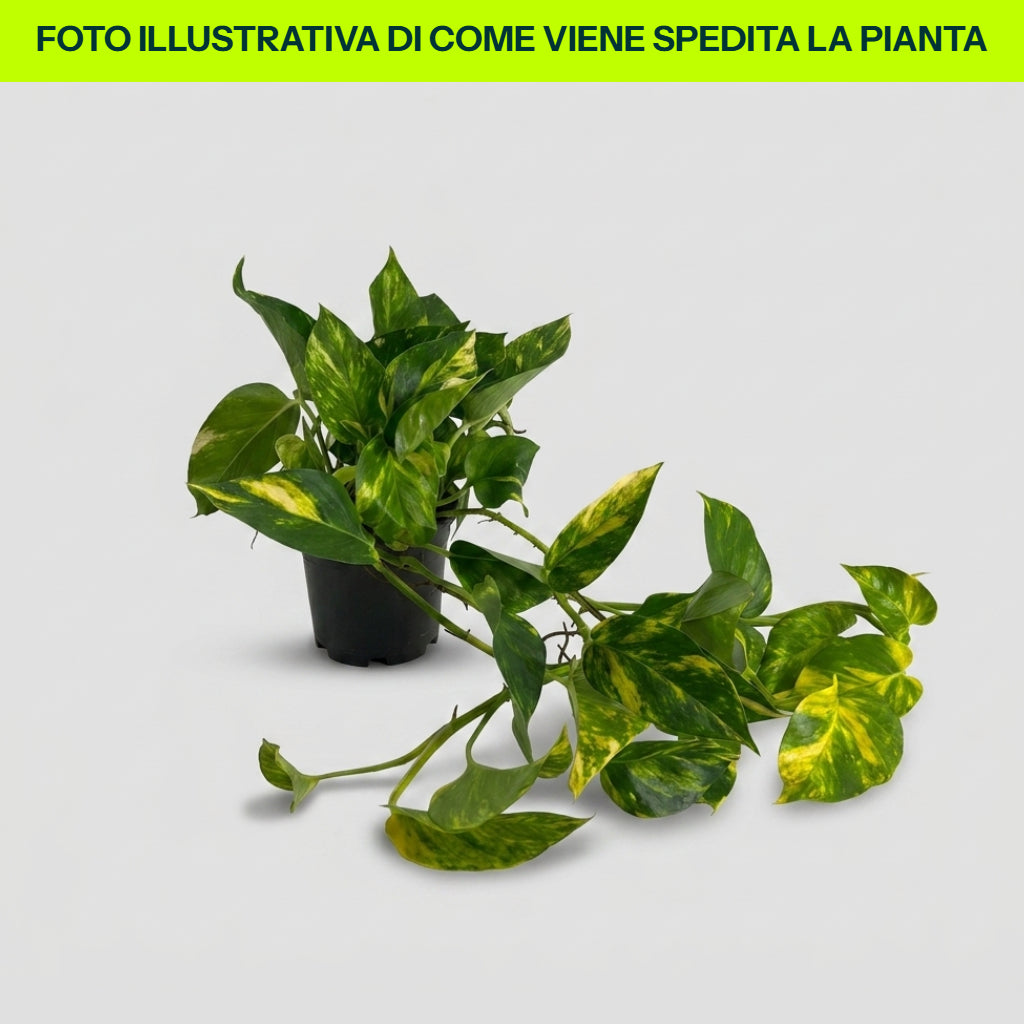 SCINDAPSUS AUREUS VASO 15CM