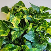 EPIPREMNUM AUREUM POTOS N JOY VASO 12CM Sfumato