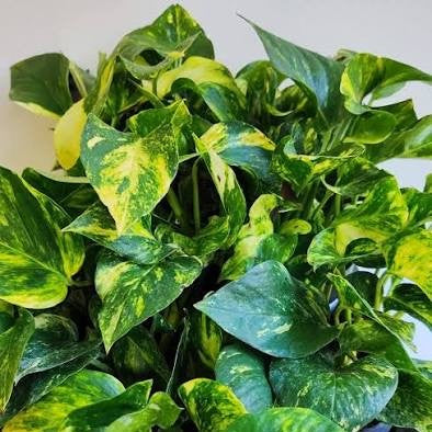 EPIPREMNUM AUREUM POTOS N JOY VASO 12CM Sfumato