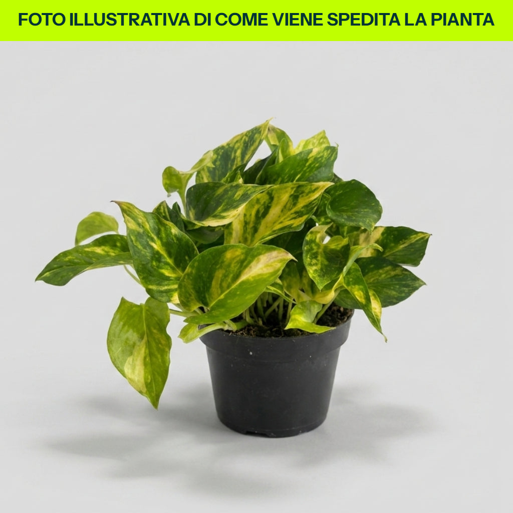 EPIPREMNUM AUREUM POTOS N JOY VASO 12CM Sfumato