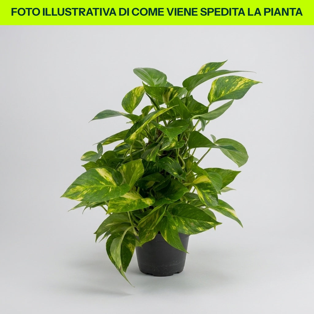 PHOTOS DE SCINDAPSUS EN POT BKT 18CM
