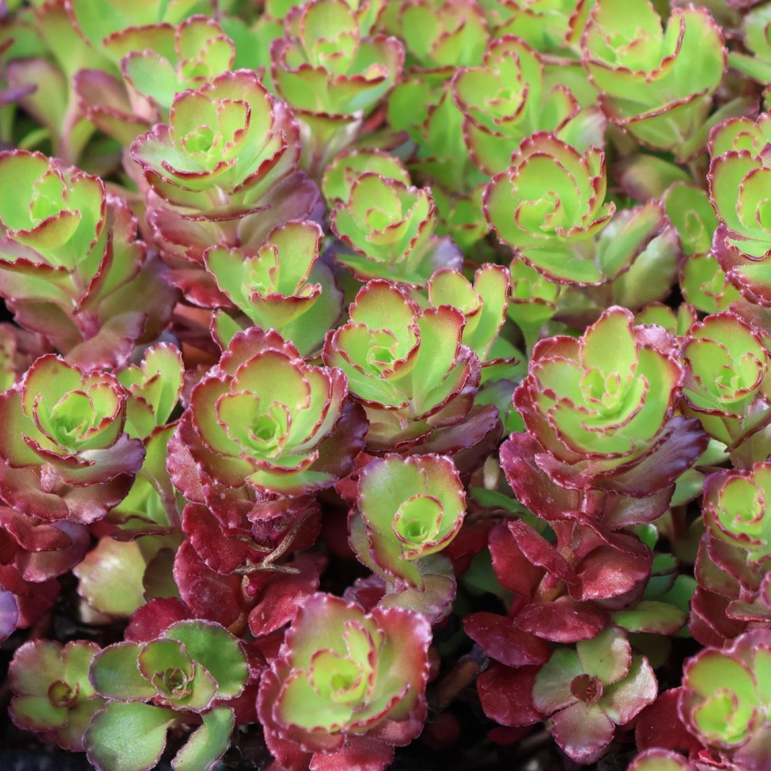 Sedum Spurium Purple Winter in vaso da 15cm