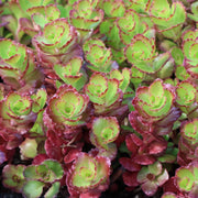 Sedum Spurium Purple Winter in vaso da 15cm