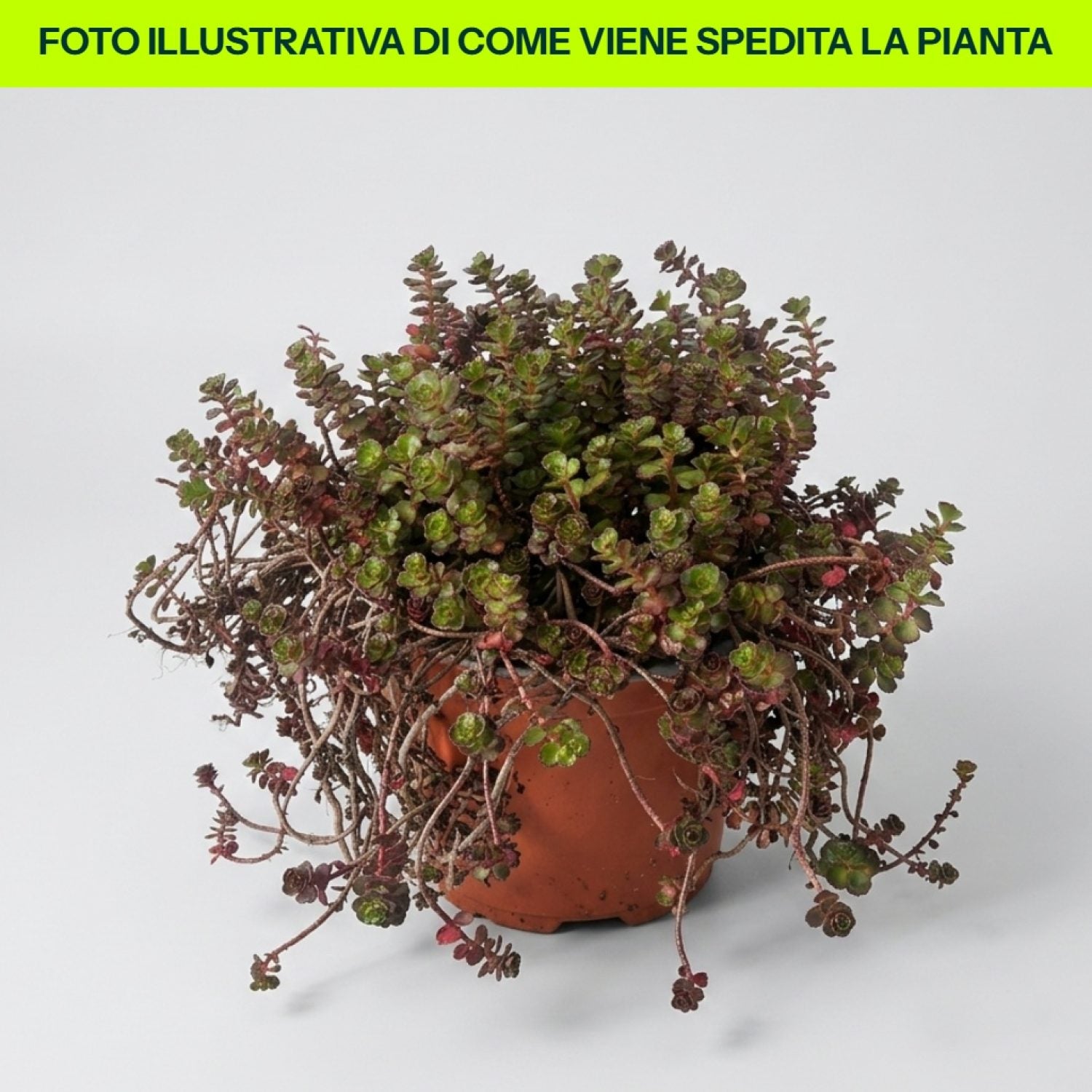 Sedum Spurium Purple Winter in vaso da 15cm
