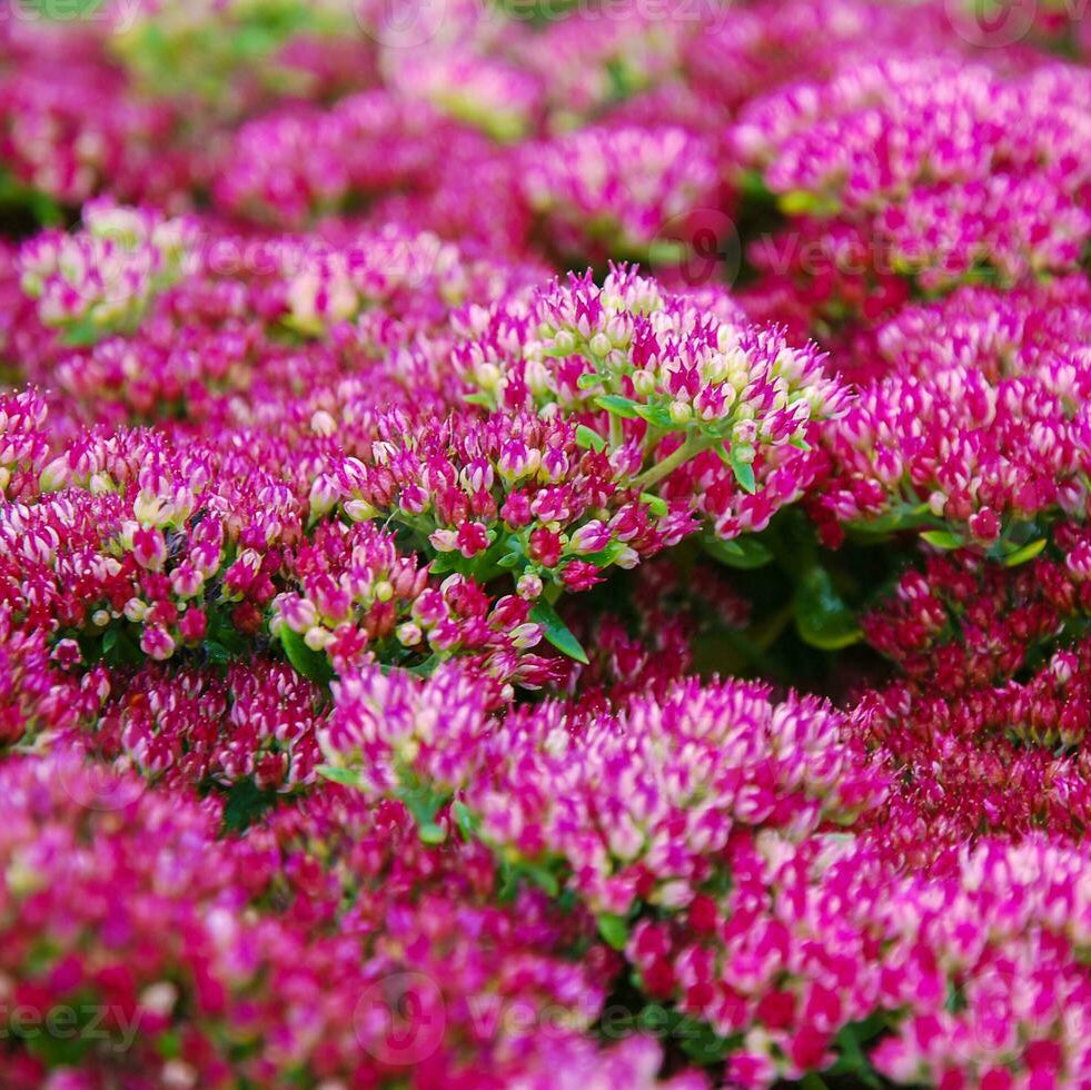 Sedum Spurium Spot On Deep Rose in vaso da 12cm