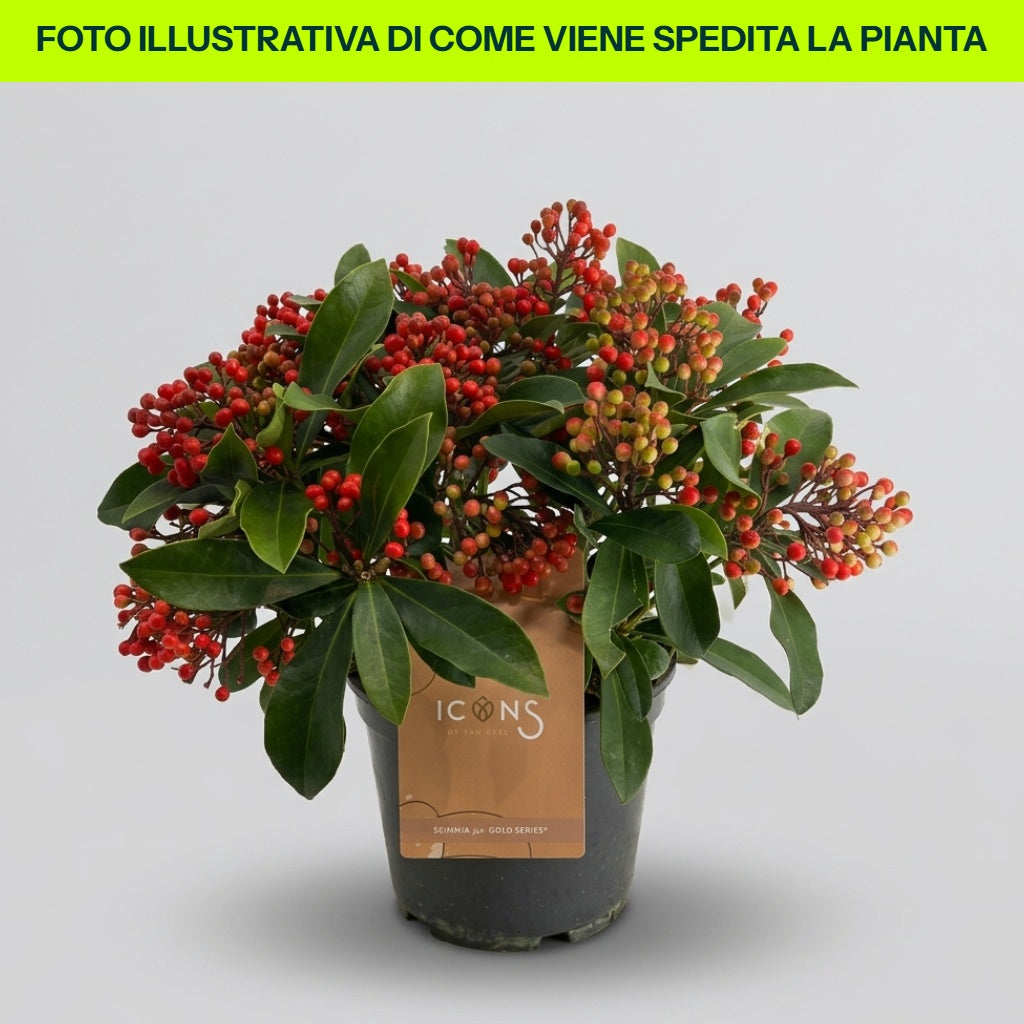 SKIMMIA JAPONICA OBSBOLWI OBSESSION VASO 19CM