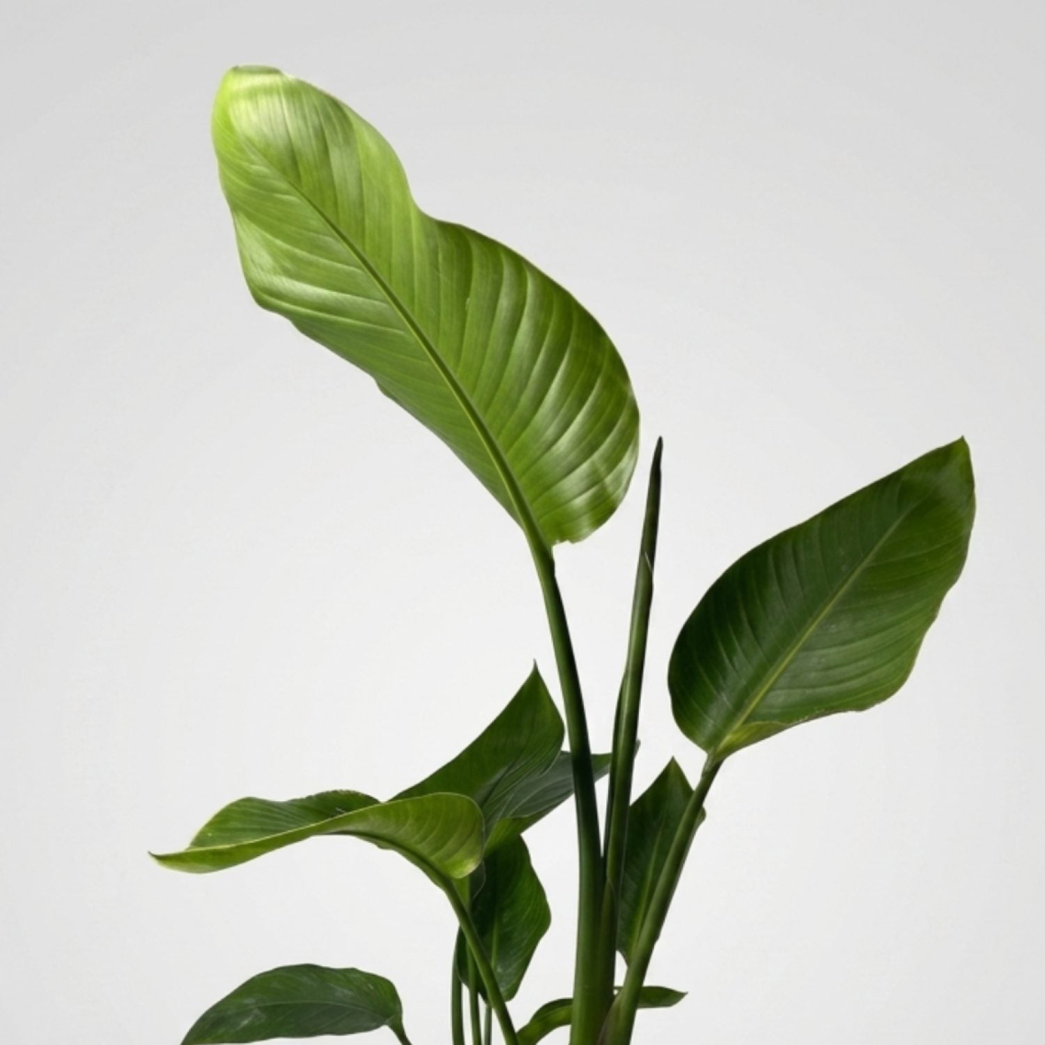 Strelitzia Augusta Nicolai in vaso da 17cm