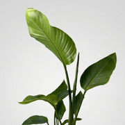 Strelitzia Augusta Nicolai in vaso da 17cm