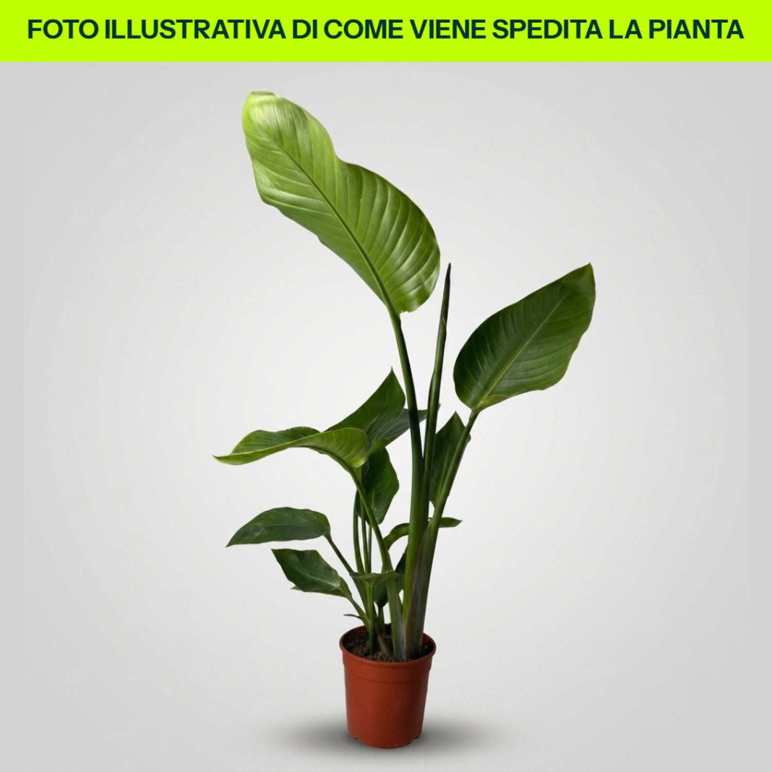 Strelitzia Augusta Nicolai in vaso da 17cm