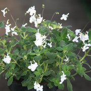Streptocarpus Saxorum in vaso da 13cm