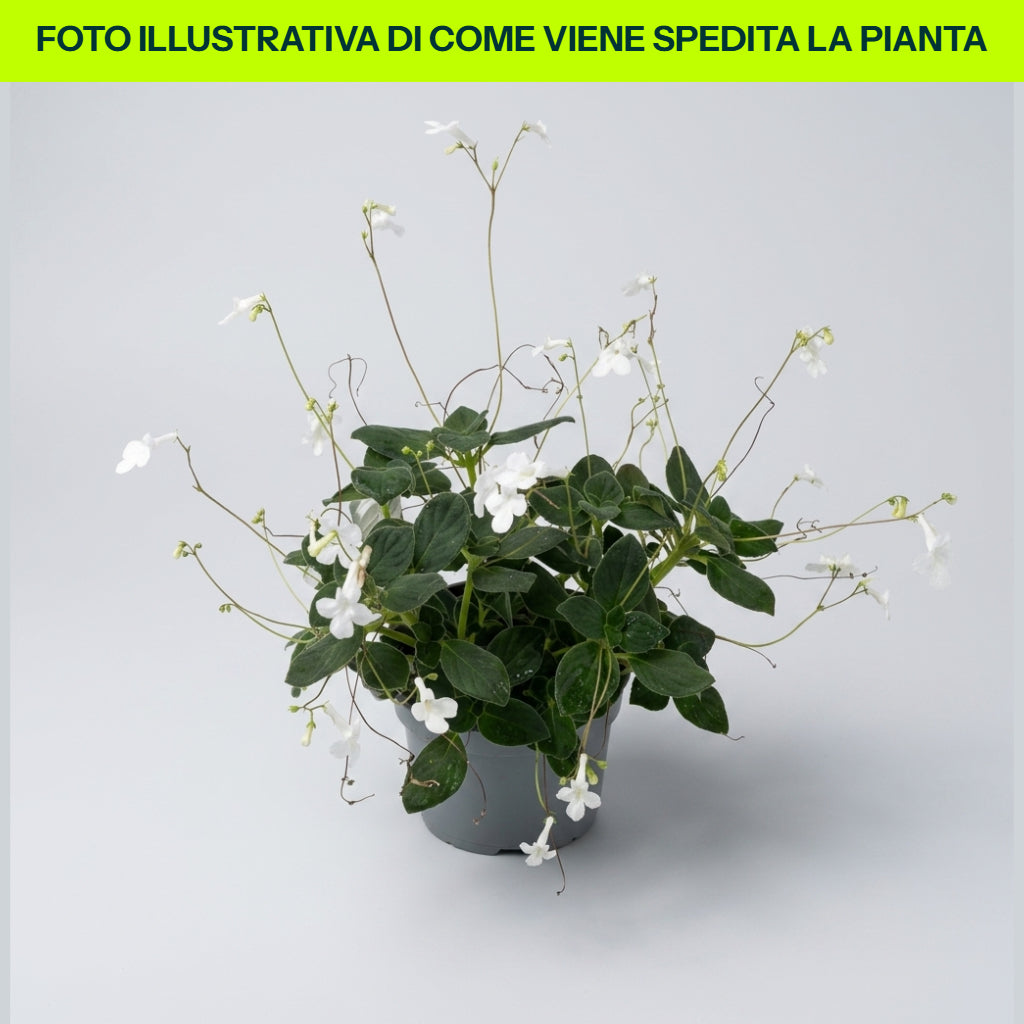 Streptocarpus Saxorum in vaso da 13cm