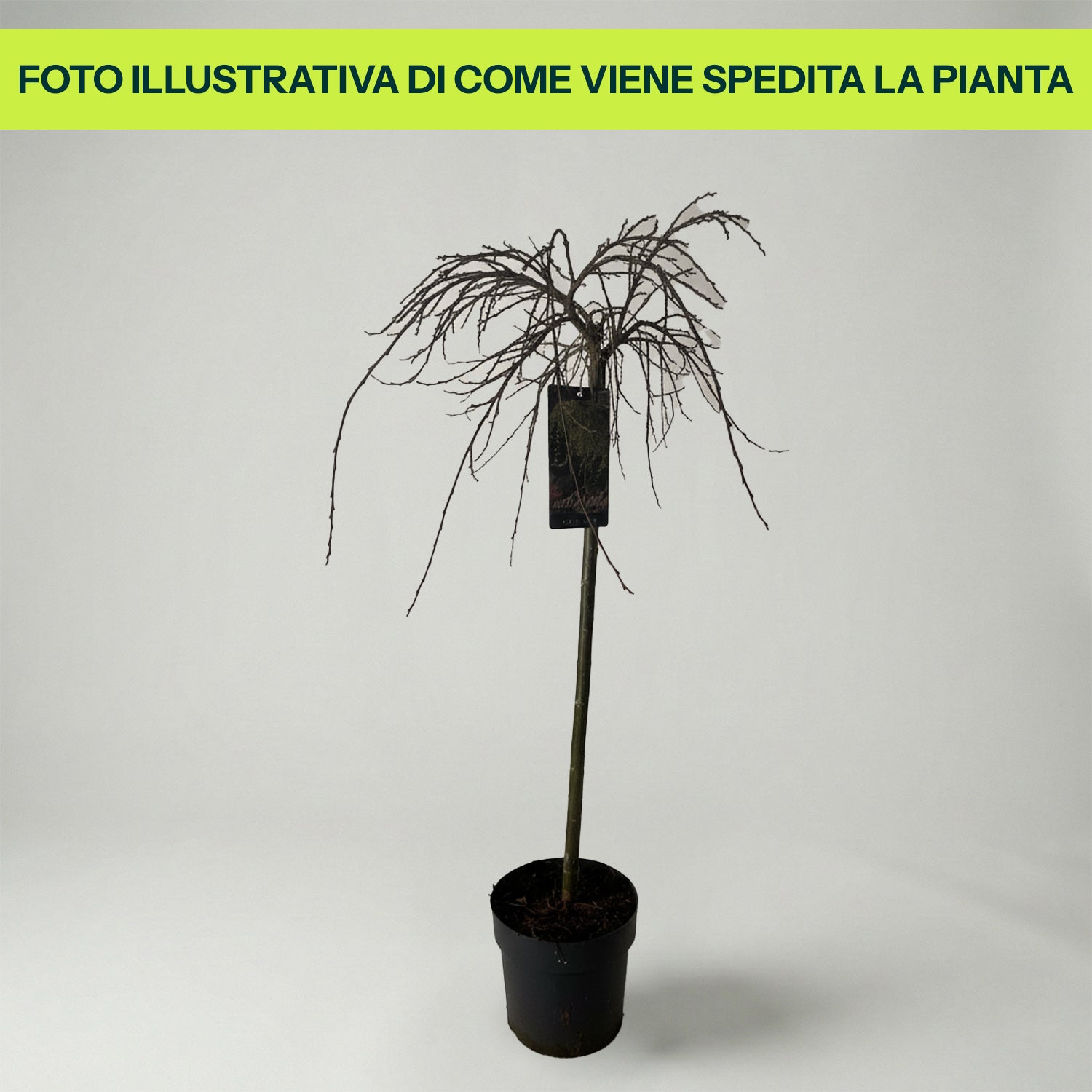 Guzmania Yeltix im 12-cm-Topf