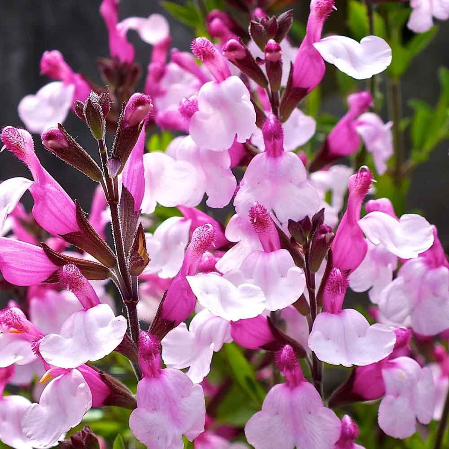 Salvia Greggii in vaso da 14cm
