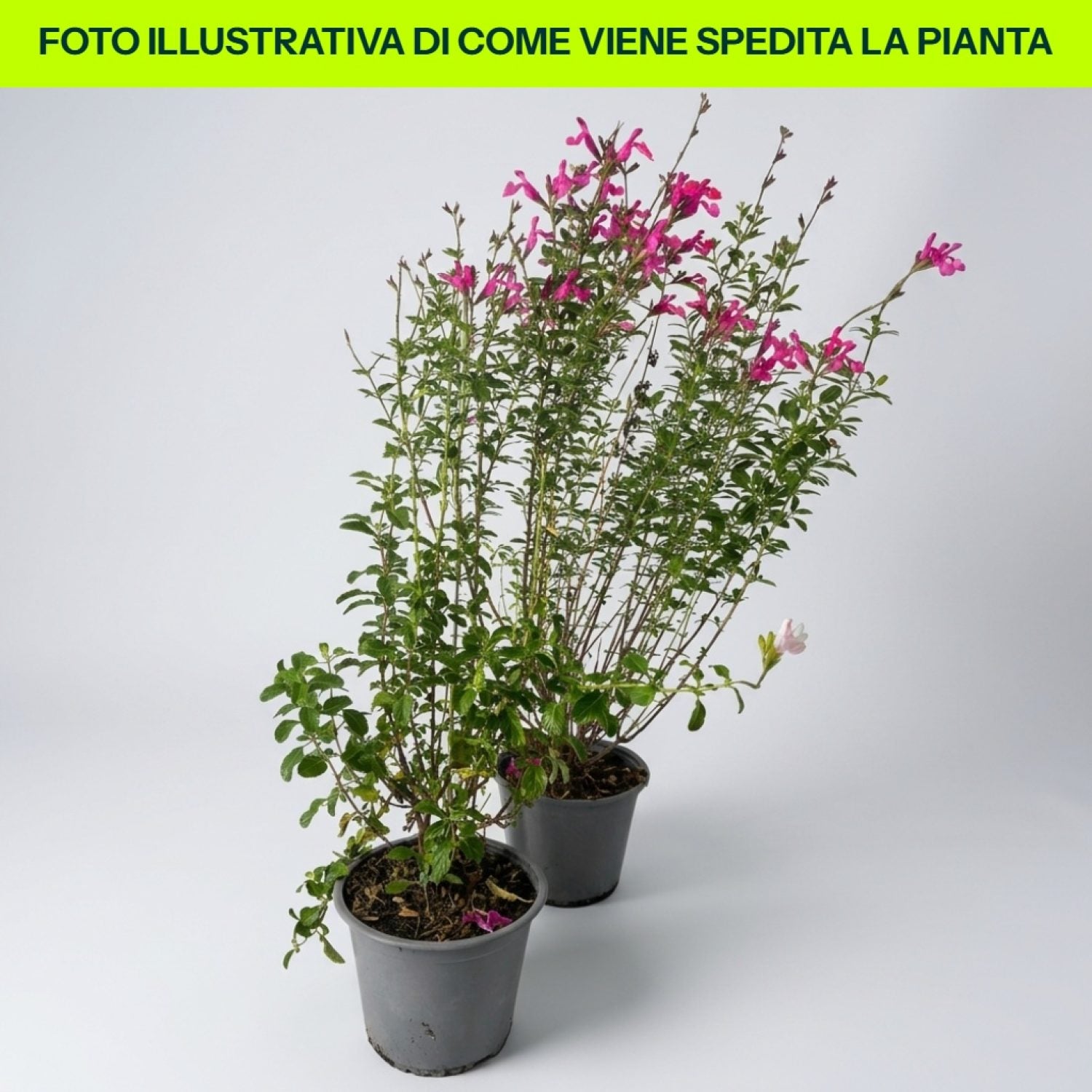 Salvia Greggii in vaso da 14cm