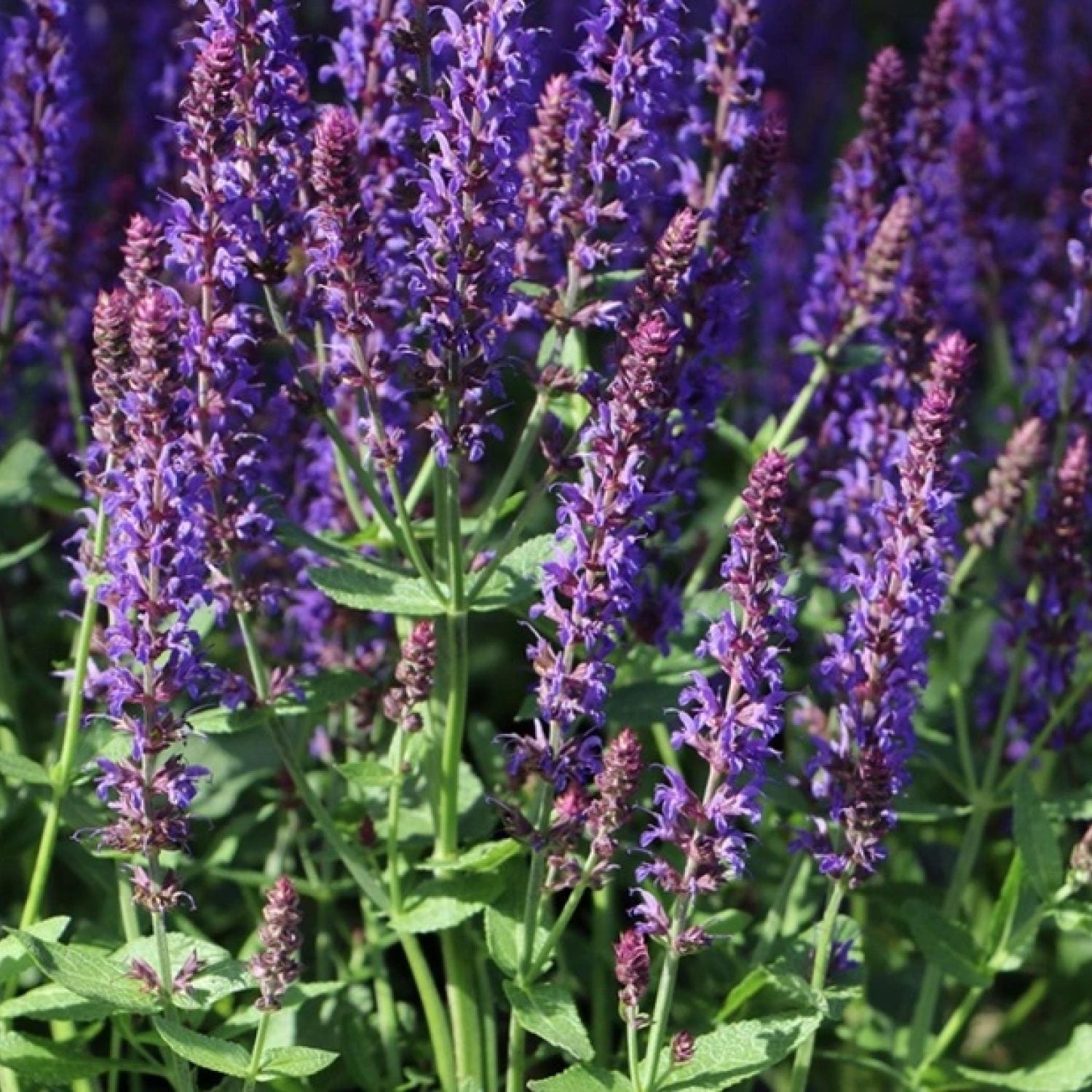 Salvia Nemorosa Sensation Blu in vaso da 14cm