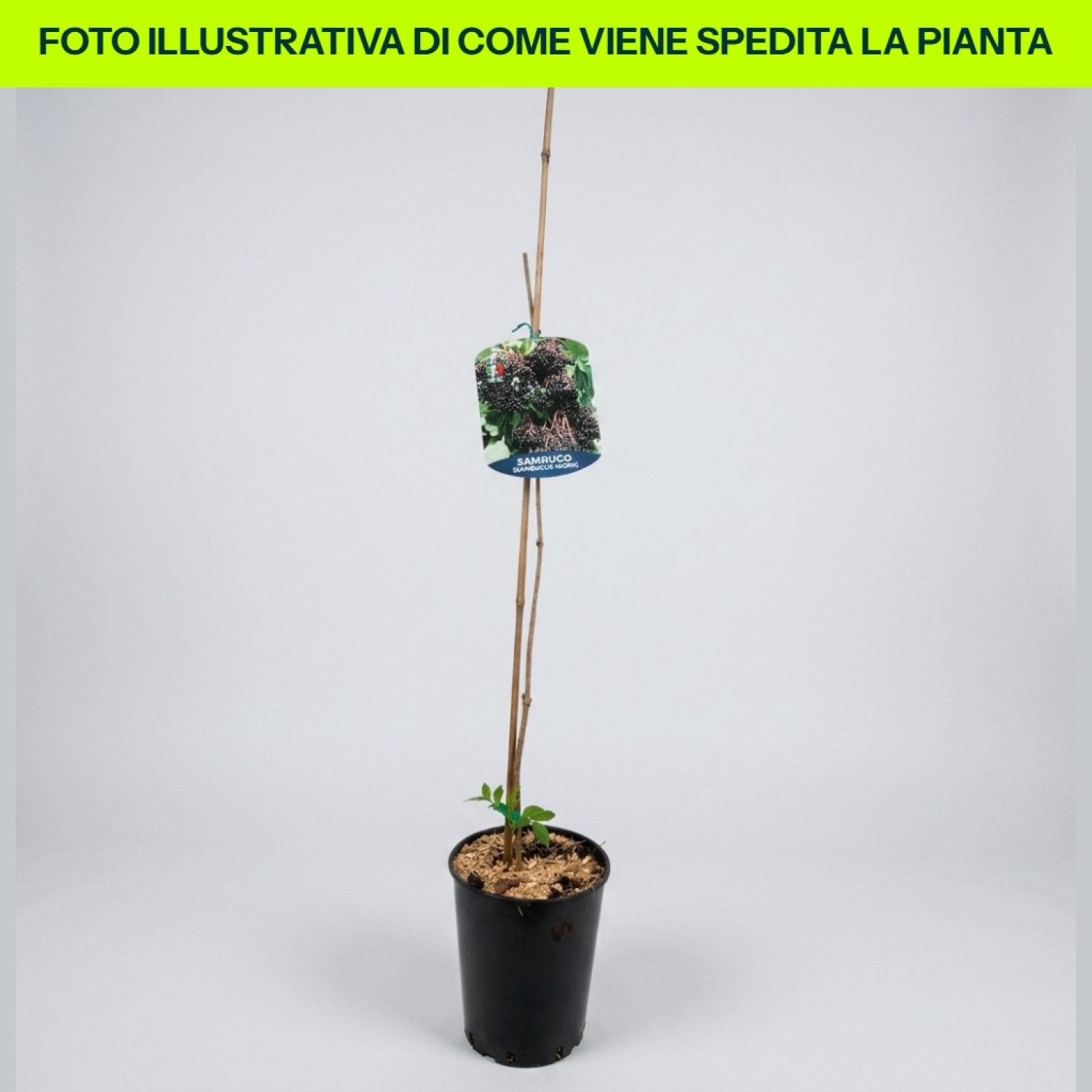 Sambuco Nigra in vaso da 17cm
