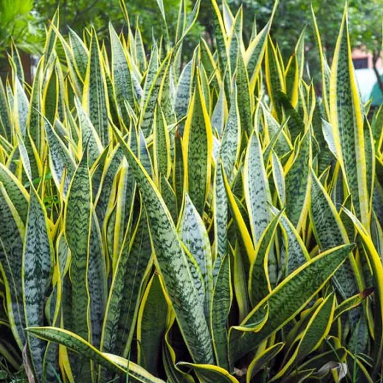 Sansevieria Laurentii in Vaso da 14cm
