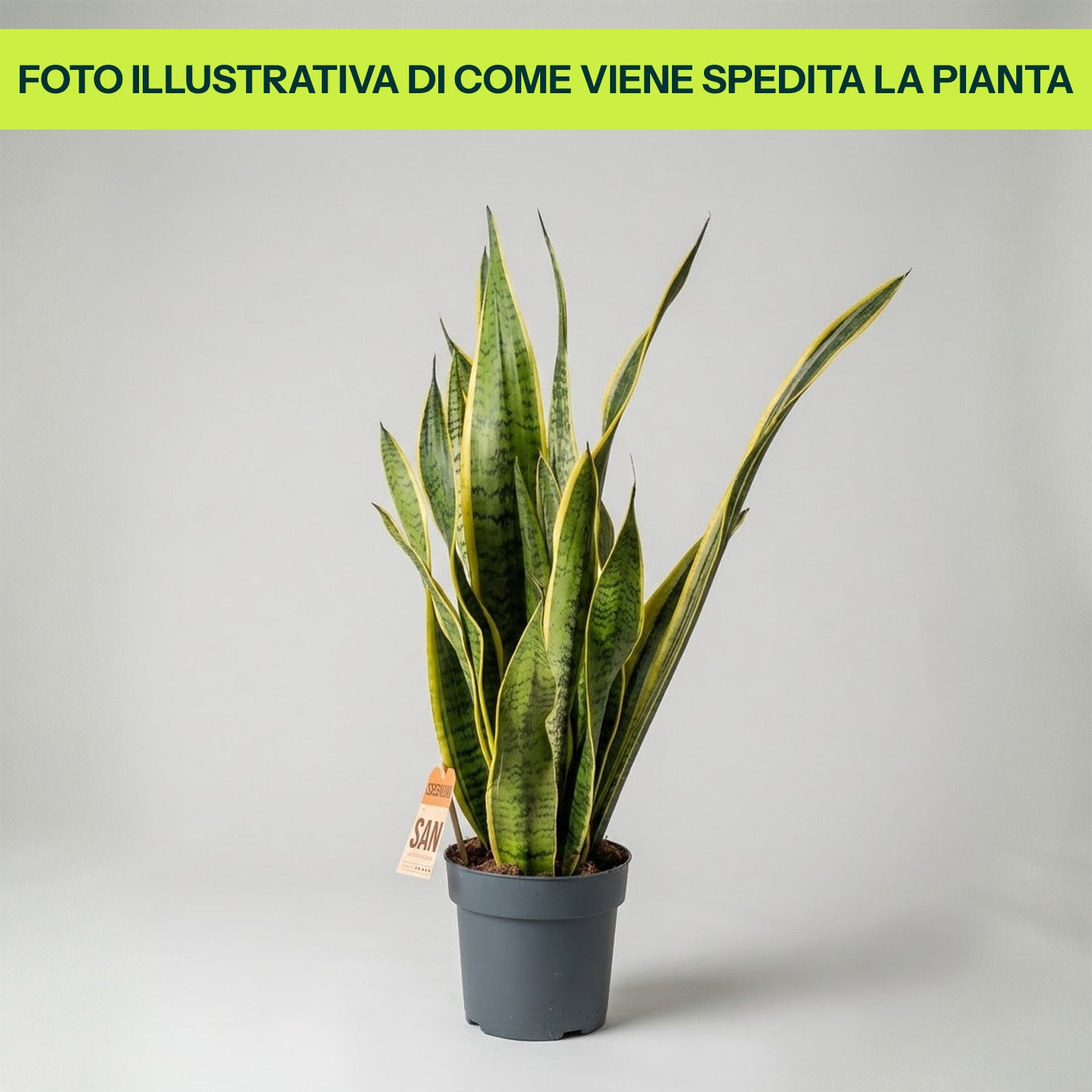 Sansevieria Laurentii in Vaso da 17cm