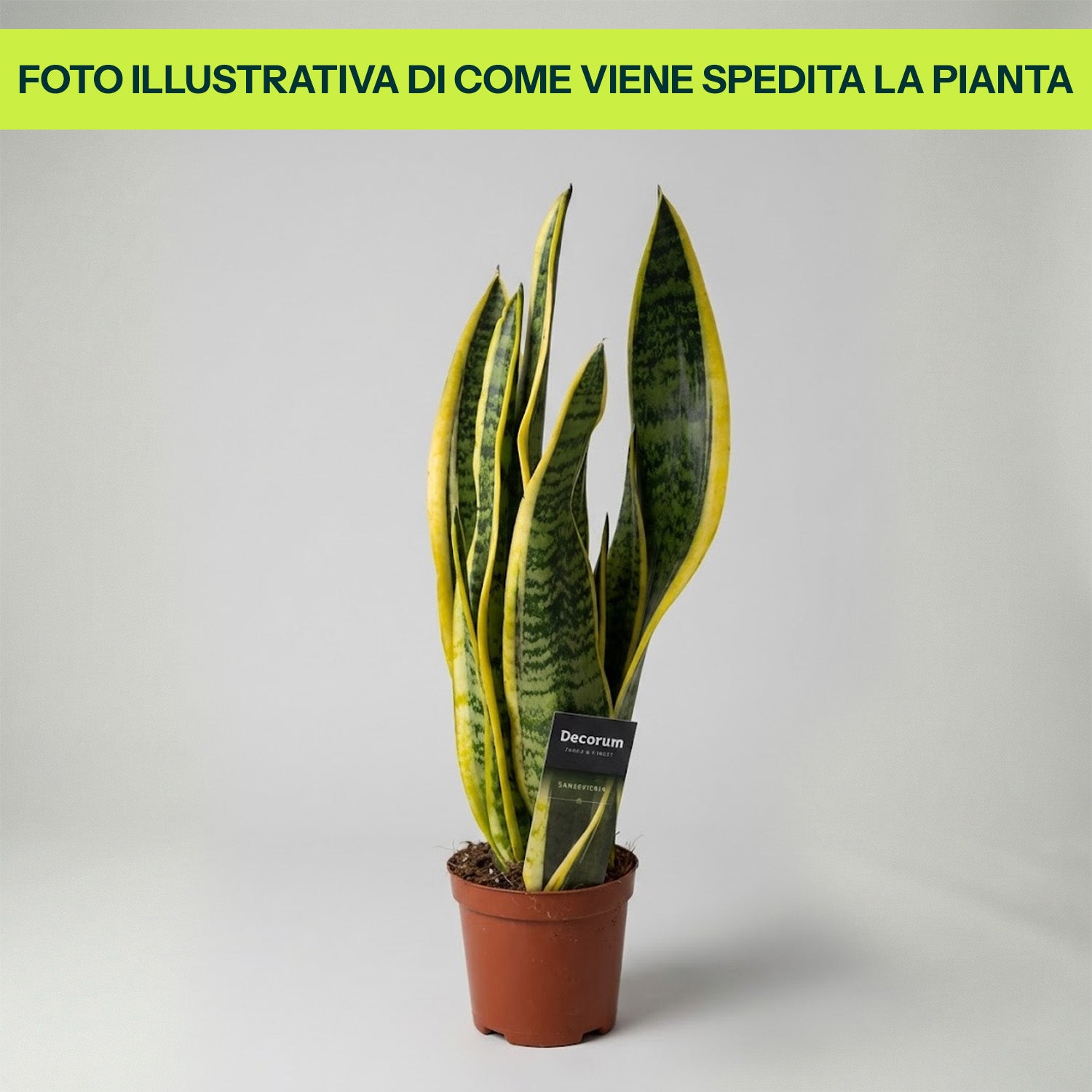 Sansevieria Laurentii in Vaso da 14cm