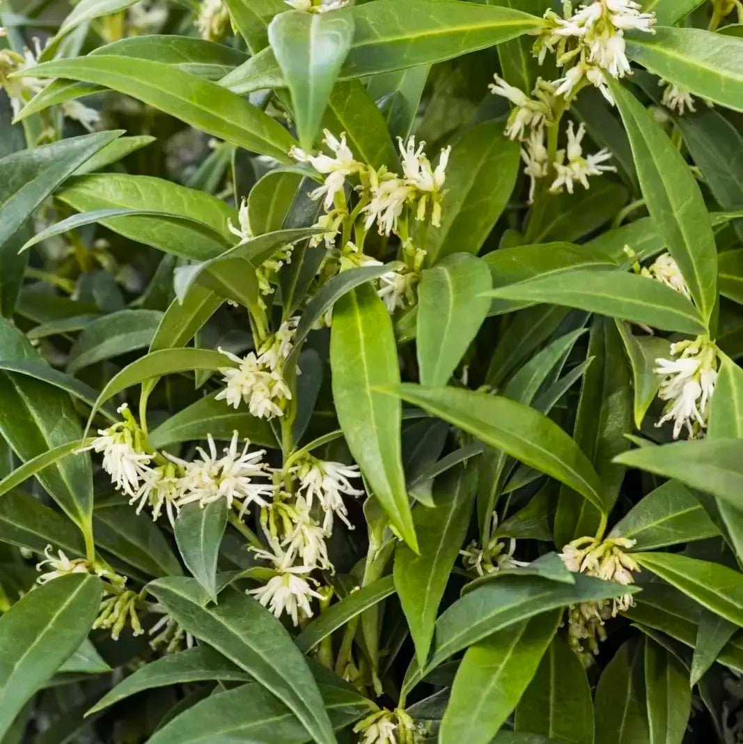 Sarcococca Humilis Fragrant Mountain in Vaso da 17cm