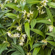 Sarcococca Humilis Fragrant Mountain in Vaso da 17cm