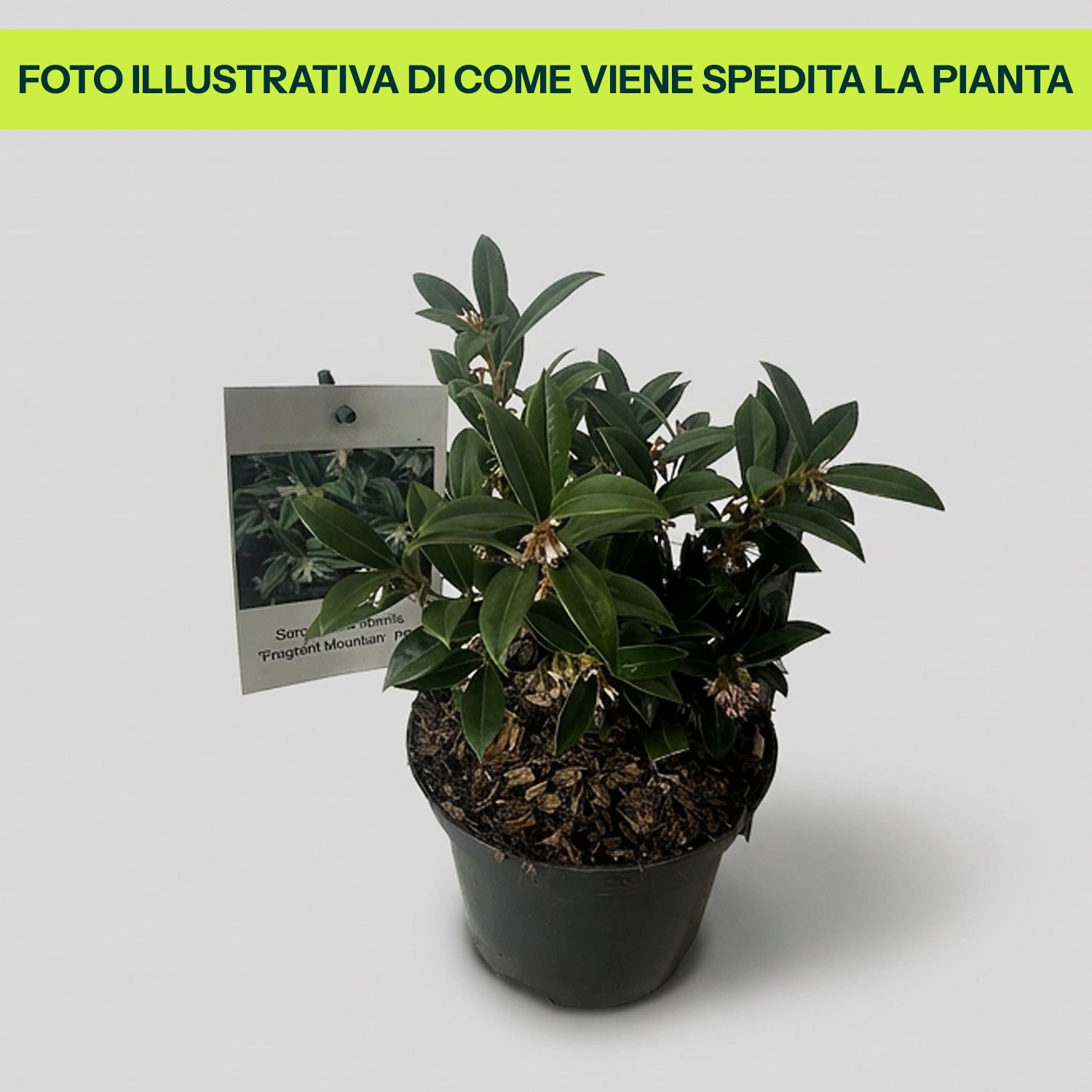 Sarcococca Humilis Fragrant Mountain in Vaso da 17cm
