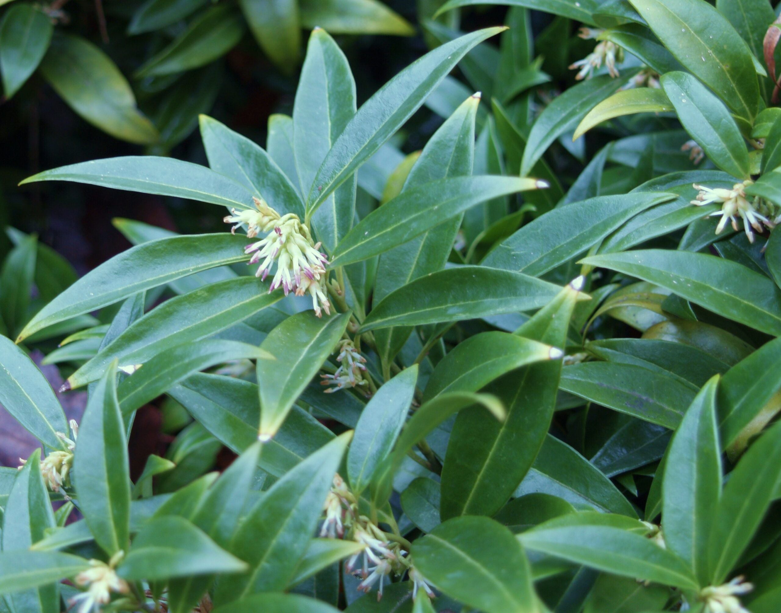 Guzmania Yeltix im 12-cm-Topf