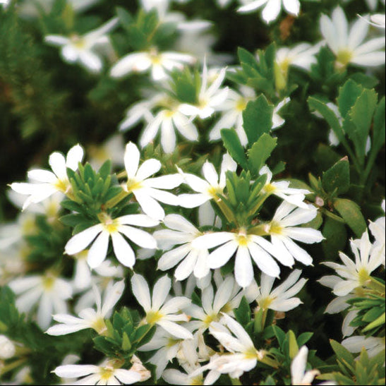 SCAEVOLA VASO 11CM COLORI ASSORTITI BIANCO O VIOLA
