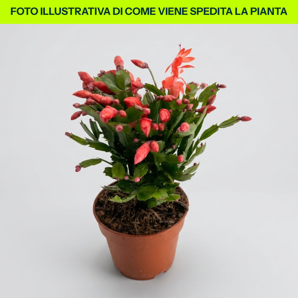 SCHLUMBERGERA CACTUS DI NATALE IN VASO 17CM ARANCIONE
