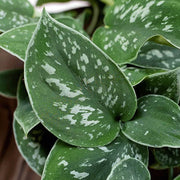 Scindapsus Pictum in Ciotola da 17cm