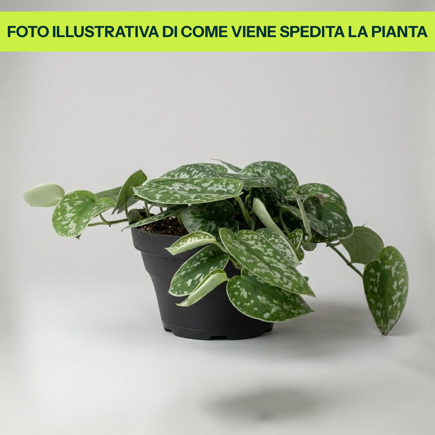 Scindapsus Pictum in Ciotola da 17cm