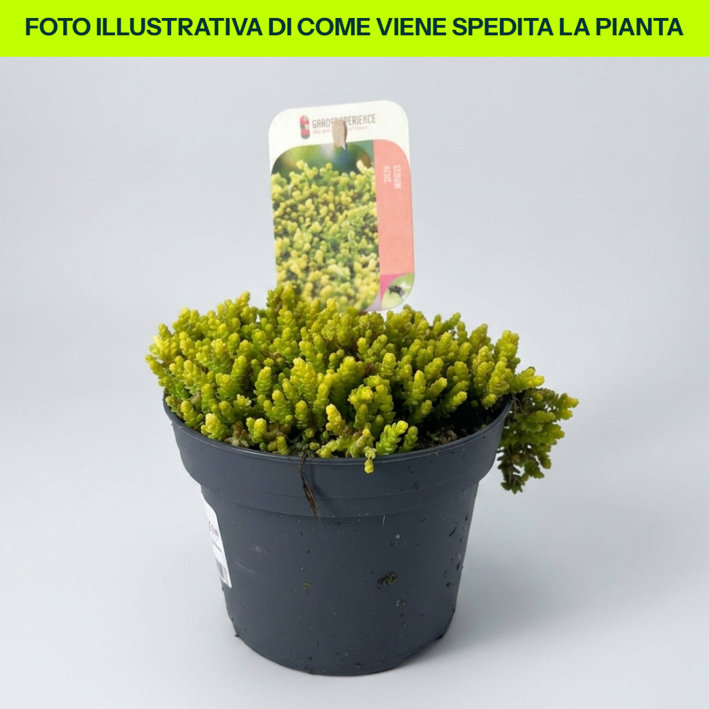 Guzmania Yeltix im 12-cm-Topf