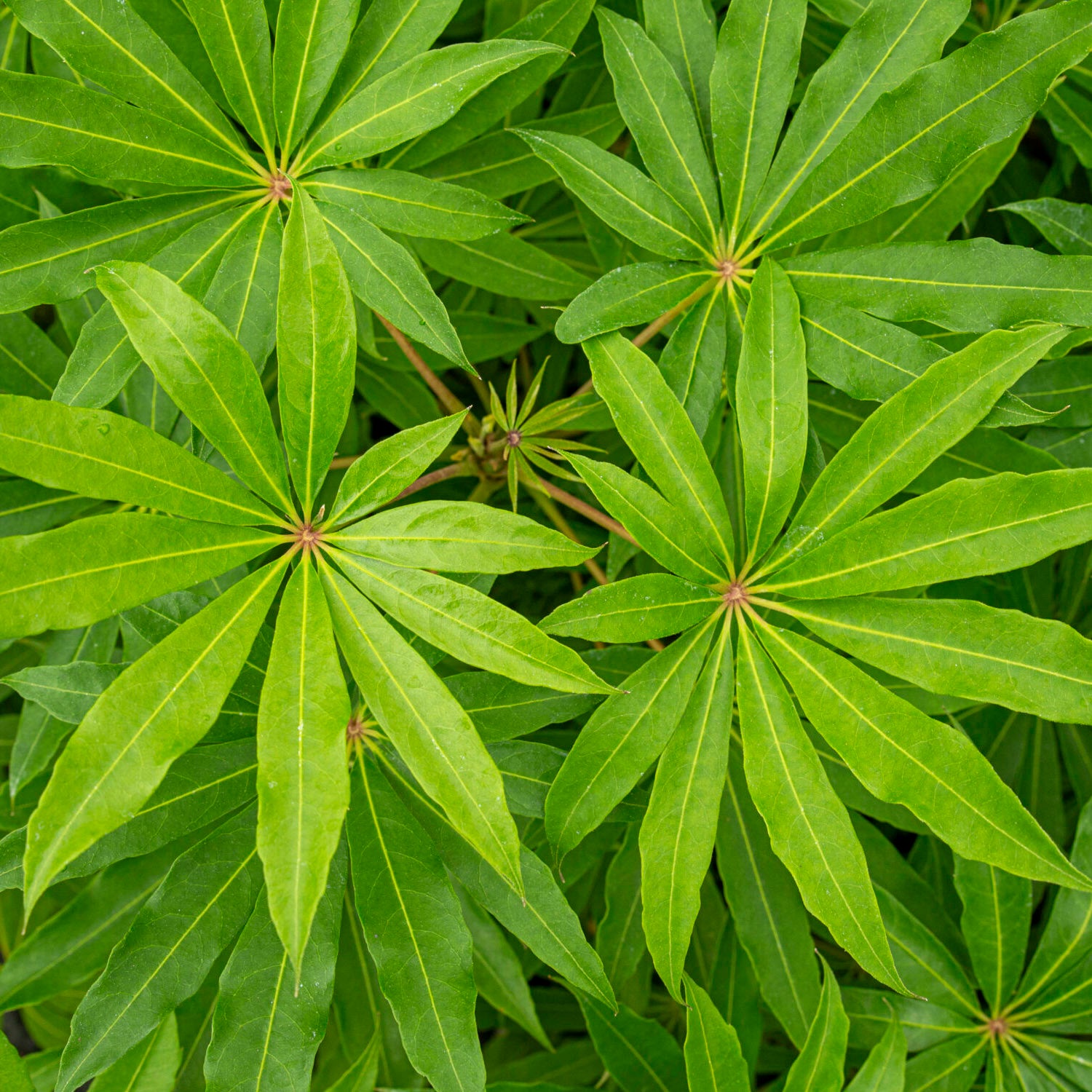 Skeflera Winter Jungle in Vaso da 15cm