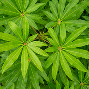 Skeflera Winter Jungle in Vaso da 15cm