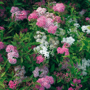 Spiraea Japonica Genpei in vaso da 15cm