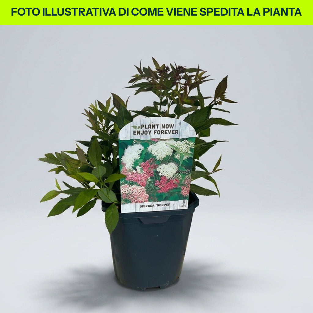 Spiraea Japonica Genpei in vaso da 15cm